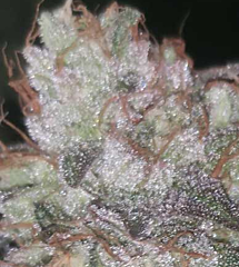 Pheno Finder Seeds - Runtzosa (Fem)