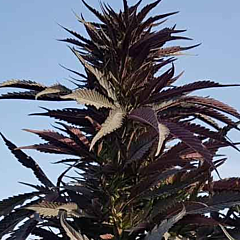 Afghan Selection - Baharak (Reg)