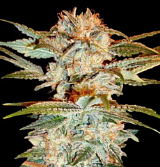 DNA Genetics - Stacked OG Kush (Fem)