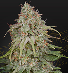 Green House - Amnesia (Fem)