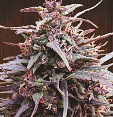 Ace Seeds - Purple Haze x Malawi (Feminized)