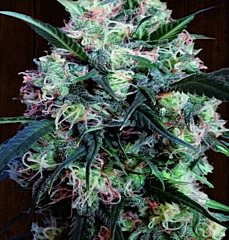 Ace Seeds - Kali China (Feminized)
