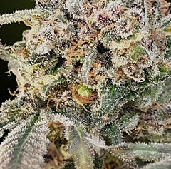 Advanced Seeds - Auto Somango Glue (Feminized)