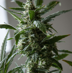 Auto Seeds - Hijack feminized cannabis seeds - autoflowering marijuana strain with a flowering time around 70-80 days