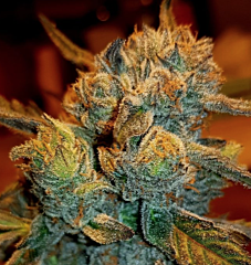 B-S-B Genetics - Amnesia Haze (Feminized)