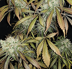 B-S-B Genetics - Banana Kush (Feminized)