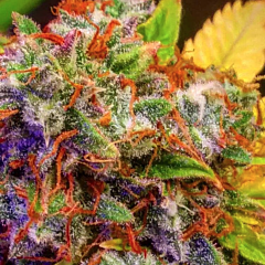 B-S-B Genetics - Diablo XL Auto (Feminized)