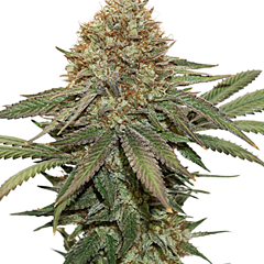 B-S-B Genetics - Northern Big Bud Auto (Feminized)