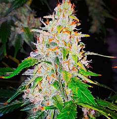 B-S-B Genetics - Sweet Tooth Auto (Feminized)