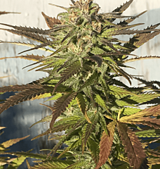 B-S-B Genetics - Cali Crack (Feminized)