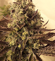 B-S-B Genetics - Cali Cookies (Feminized)