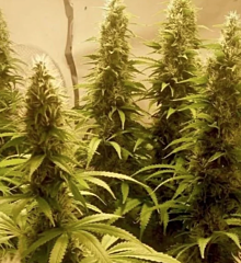 B-S-B Genetics - Blueberry Dream (Feminized)