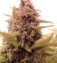 B-S-B Genetics - Cali SFV OG (Feminized)