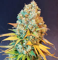B-S-B Genetics - Sunset Sherbet (Feminized)