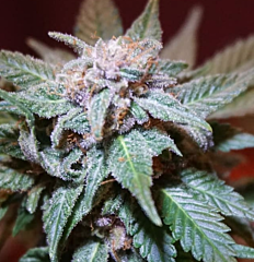 B-S-B Genetics - Cali Wreck (Feminized)
