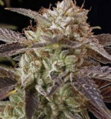 BC Bud Depot - SoCal Masterkush regular cannabis seeds - indica/sativa hybrid marijuana strain with a flowering time around 9-10 weeks