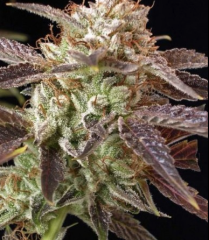 BC Bud Depot - BC Kush feminized cannabis seeds - 75% indica dominant marijuana strain with a flowering time around 8-9 weeks