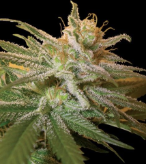 DNA Genetics - Kushberry feminized cannabis seeds - 70% indica dominant marijuana strain growing in 8-9 weeks and a very good strain for medicinal cannabis users
