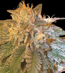 DNA Genetics - L.A. Confidential feminized cannabis seeds - 100% indica marijuana strain with a grow time between 7-8 weeks and a medium yield