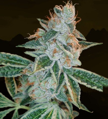 DNA Genetics - Lemon OG Kush feminized cannabis seeds - 60% indica dominant marijuana strain with a grow time of 8-9 weeks