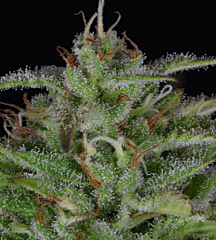 Big Head Seeds - Sherbert Dab (Feminized)