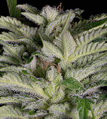 Big Head Seeds - Alien Technology (Fem)