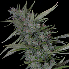 Big Head Seeds - Bruce Banner #3 (Fem)