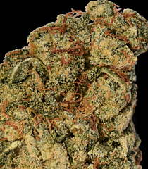 Big Head Seeds - Wedding Cake (Fem)