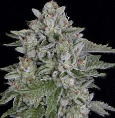 Big Head Seeds - Skywalka Ghost Kush (Fem)