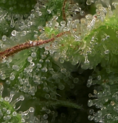 Big Head Seeds - Strawberry Banana (Fem)