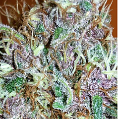 Black Skull Seeds - Tropical Nuggets (Fem)