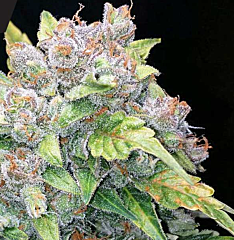 Black Skull Seeds - Gelato Auto (Feminized)