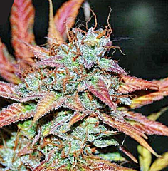 Black Skull Seeds - Auto Zkittlez (Feminized)