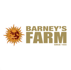 Barney's Farm - Amnesia Haze Auto (Fem)
