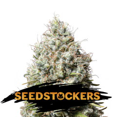 Seed Stockers - Jack Herer (Fem)