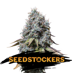 Seed Stockers - Sour Diesel (Fem)