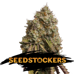 Seed Stockers - Gorilla Cookies (Fem)
