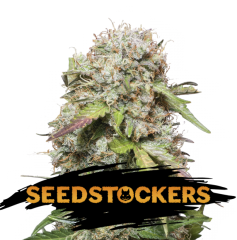 Seed Stockers - Jack Herer Auto (Fem)