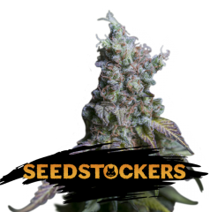 Seed Stockers - Sour Diesel Auto (Fem)