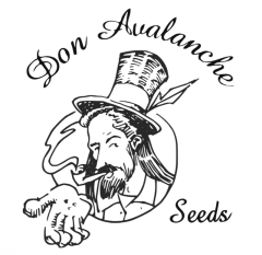 Don Avalanche Seeds - Don Forbidden Fruit (Feminized)