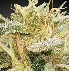 Paradise Seeds - CBDrelief (Feminized)