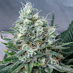 Little Chief Collabs - Killer Glue (Feminized)