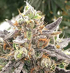 Rare Dankness Seeds - Mouse Trap (Regular)