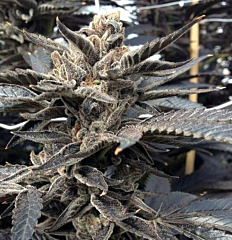 Rare Dankness - Star Killer OG (Feminized)