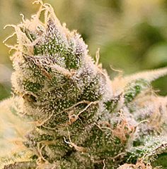 Rare Dankness Seeds - Tangerine Somali (Regular)