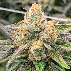 Rare Dankness - Somali Ghost Train (Regular)