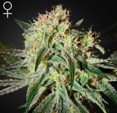 Green House - Damn Sour feminized cannabis seeds - indica/sativa hybrid marijuana strain with THC levels at 17.1% and CBD at 0.96%, flowering time around 9 weeks