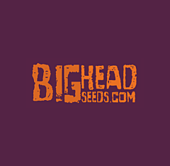 Big Head Seeds - Blueberry Crystal Gelato (Feminized)
