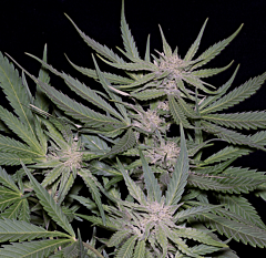Big Head Seeds - Critical (Fem)