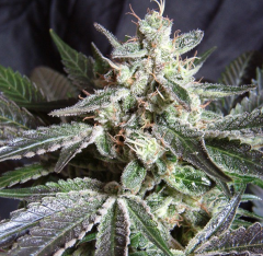 Sweet Seeds - Black Jack Fast V feminized - indica/sativa hybrid marijuana strain with a good yield and a short grow time

